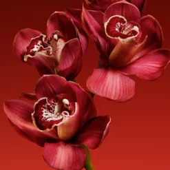 Calvin Klein My Euphoria -Flair Parfum Soldes Magasin calvin klein my euphoria eau de parfum pour femme 3