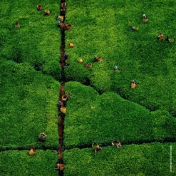 GUERLAIN Aqua Allegoria Nerolia Vetiver Harvest -Flair Parfum Soldes Magasin guerlain aqua allegoria nerolia vetiver harvest eau de toilette pour femme edition limitee 5