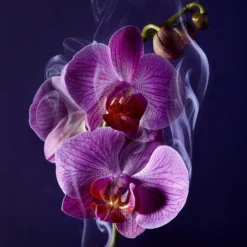 Lancome Lancôme La Nuit Trésor -Flair Parfum Soldes Magasin lancome la nuit tresor eau de parfum pour femme 4